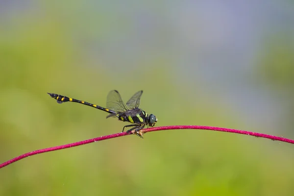 Dragonfly resting on a branch in forest — Stock Photo, Image