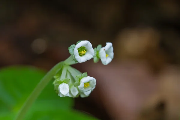 Bela flor selvagem na floresta — Fotografia de Stock