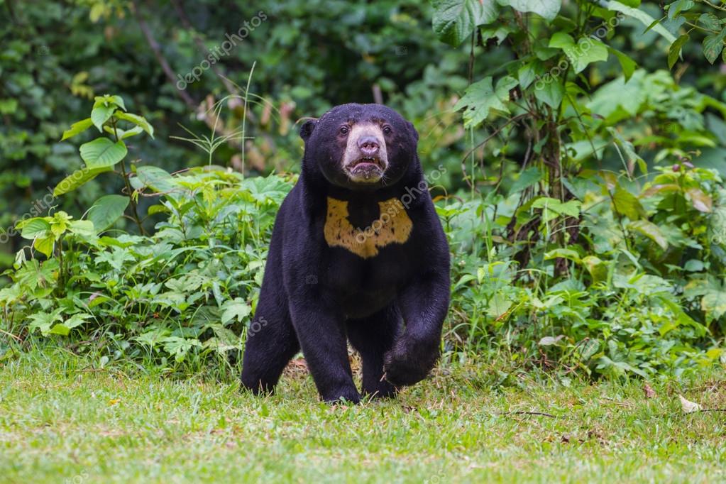 Malayan sun bear, Honey bear (Ursus malayanus) Stock Photo by ©sirichai2514 118931302