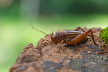 Close up House cricket (Acheta domestica) clipart