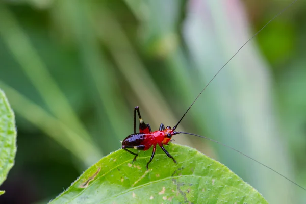 Grasshopper on a green leaf — Stock Photo, Image