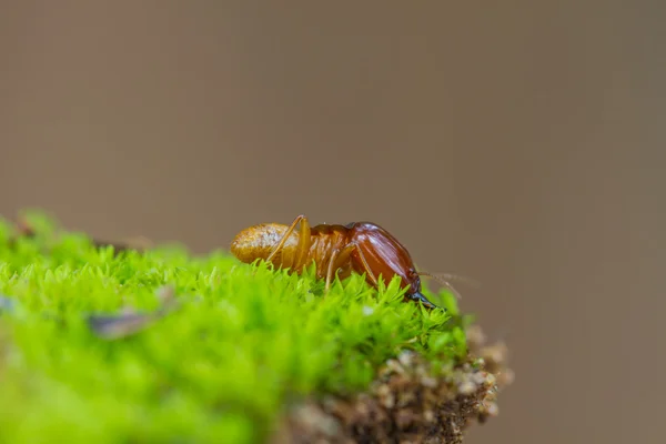 Close up termites or white ants destroyed — Stock Photo, Image