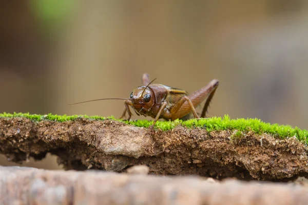 Close up House cricket (Acheta domestica) — Stock Photo, Image