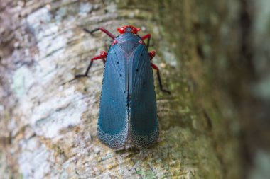 Lanternflies kadar ağaç üzerinde kapatın