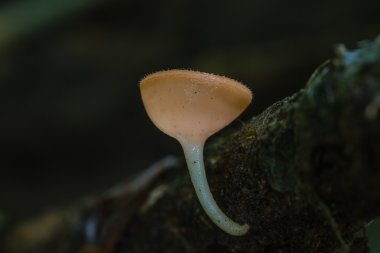 Pembe yanık Kupası doğada kapatın