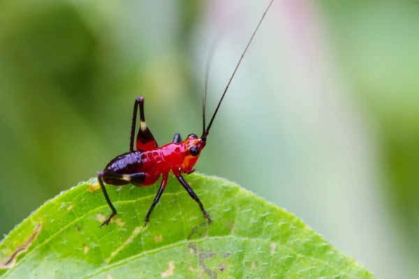 Sprinkhaan op een groen blad — Stockfoto