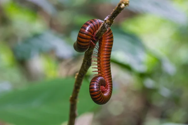 Close up Millipede on branch — Stock Photo, Image