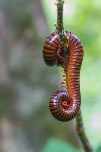 Primer plano Millipede en rama — Foto de Stock