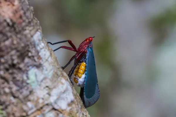 Κοντινό Lanternflies στο δέντρο — Φωτογραφία Αρχείου