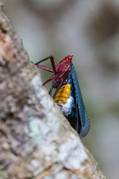 Close up Lanternflies on tree — Stock Photo, Image