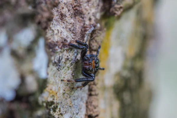 Örümcek ormandaki kapatın — Stok fotoğraf