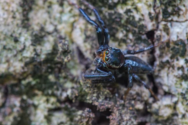 Spinne aus nächster Nähe im Wald — Stockfoto