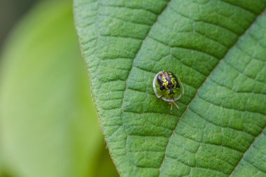 böcek altın kaplumbağa böcekler