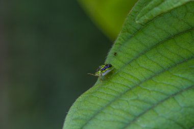 böcek altın kaplumbağa böcekler