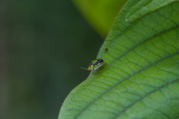 Insect Golden Tortoise Beetles — Stock Photo, Image