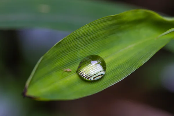 Grünes Blatt mit Wassertropfen — Stockfoto