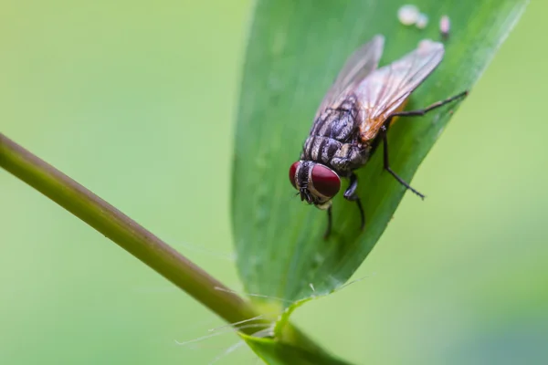 Cios mucha, padlinę mucha, bluebottles, greenbottles lub klastra mucha — Zdjęcie stockowe