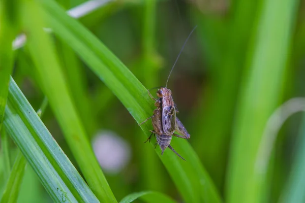 Close up House cricket (Acheta domestica) — Stock Photo, Image