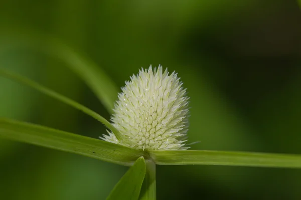 Mooie wild bloem in bos — Stockfoto