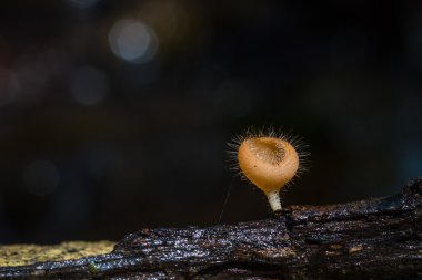 Pembe yanık Kupası doğada kapatın