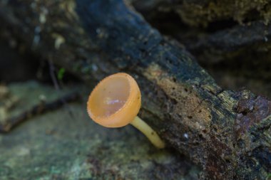 Pembe yanık Kupası doğada kapatın