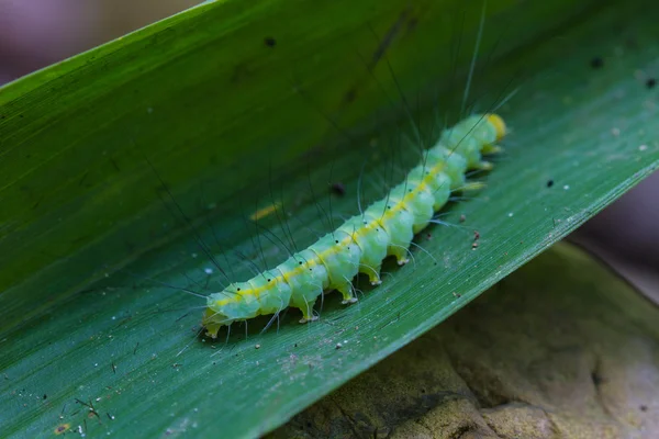 Bruco, bruco ravvicinato nella foresta tropicale — Foto Stock