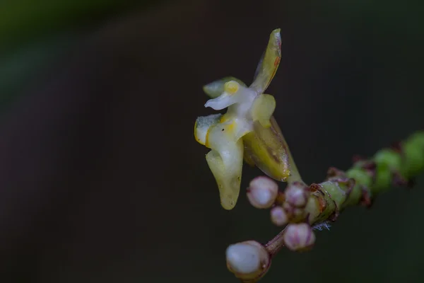 Wilde orchideeën in bos van thailand — Stockfoto