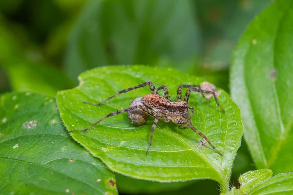 Detailní záběr pavouk v lese — Stock fotografie