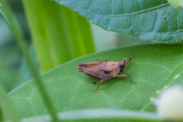 Grasshopper on a green leaf — Stock Photo, Image