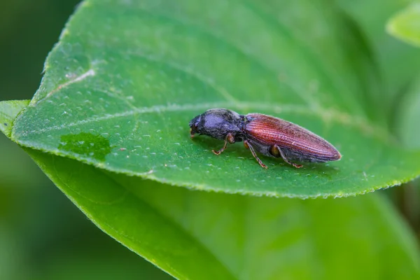 Insecto escarabajo en el fondo de la naturaleza — Foto de Stock