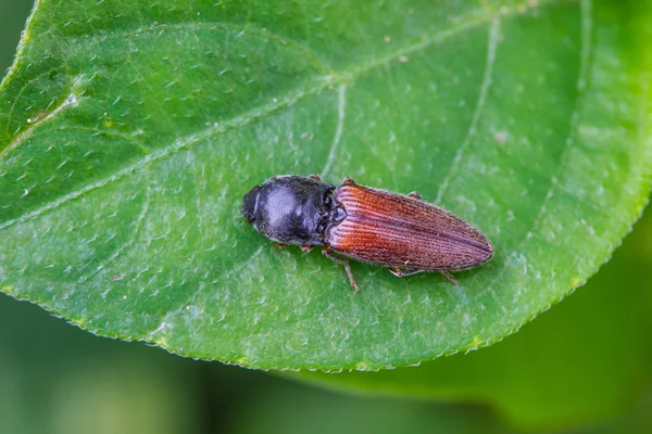 Insecto escarabajo en el fondo de la naturaleza — Foto de Stock