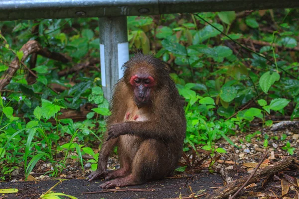Macaco de cola de muñón (Macaca arctoides) en la naturaleza — Foto de Stock