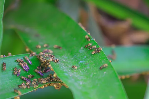 Close up Wasp on leaf — Stock Photo, Image