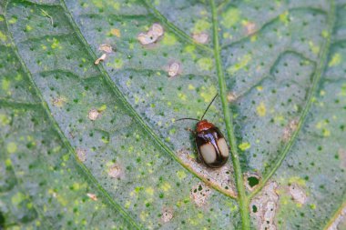 Yeşil yapraklı uğur böceği