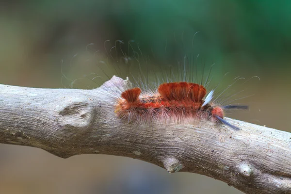 Hariry caterpillar, close up caterpillar in tropical forest — Stock Photo, Image