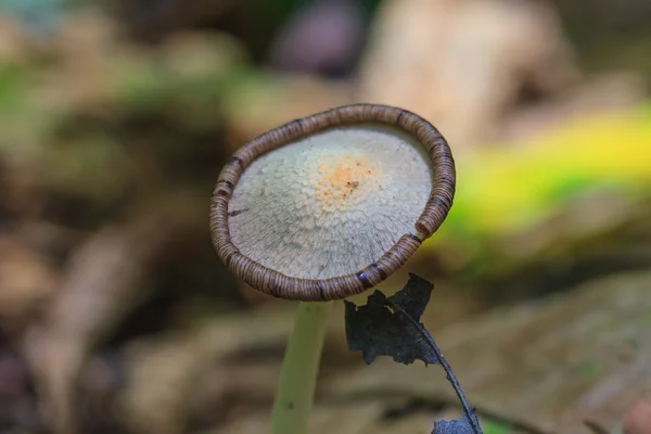 Закрыть гриб в глубоком лесу — стоковое фото