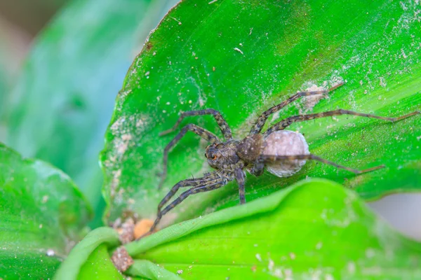 Detailní záběr pavouk v lese — Stock fotografie