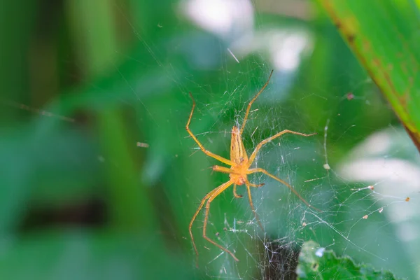 Fermer araignée dans la forêt — Photo