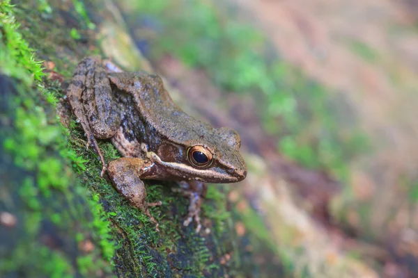 Beautiful Dark-sided Frog in forest — Stock Photo, Image