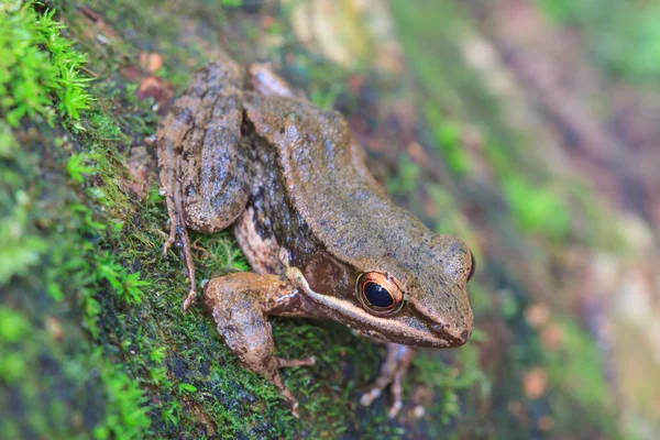 Krásný tmavě stranný žába v lese — Stock fotografie