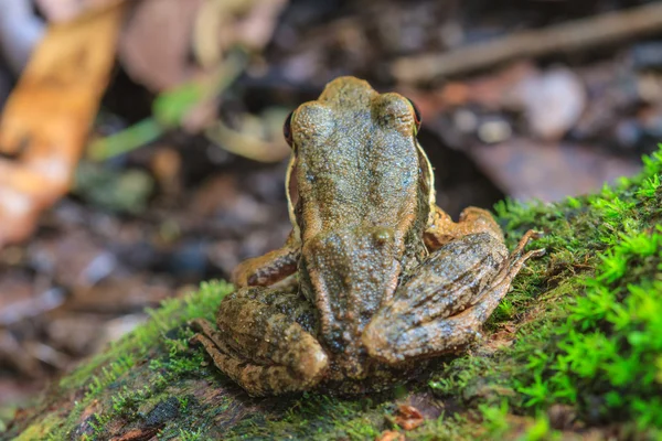Krásný tmavě stranný žába v lese — Stock fotografie