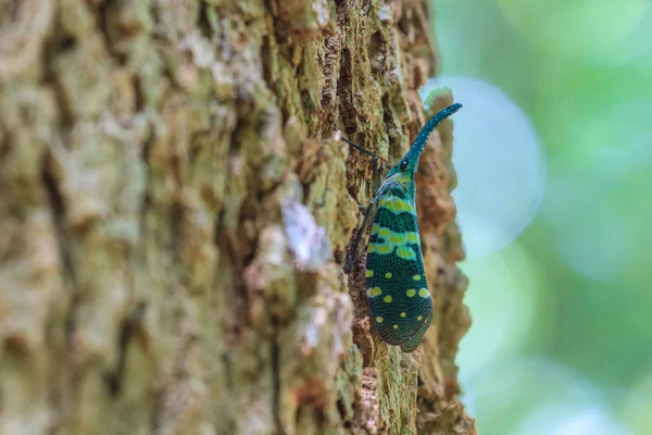 Lanternflies 나무에 가까이 — 스톡 사진