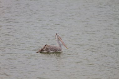 Nokta gagalı Pelikan (Pelecanus philippensis)