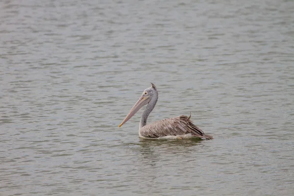 Spot-billed pelican( Pelecanus philippensis) — Stock Photo, Image