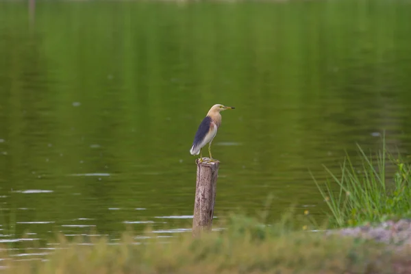 Chinese vijver Heron in de natuur — Stockfoto