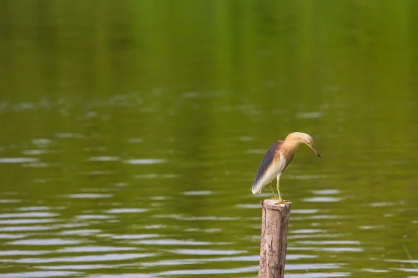 Garça lagoa chinesa na natureza — Fotografia de Stock