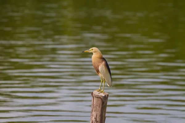 Çin Pond Heron doğada — Stok fotoğraf