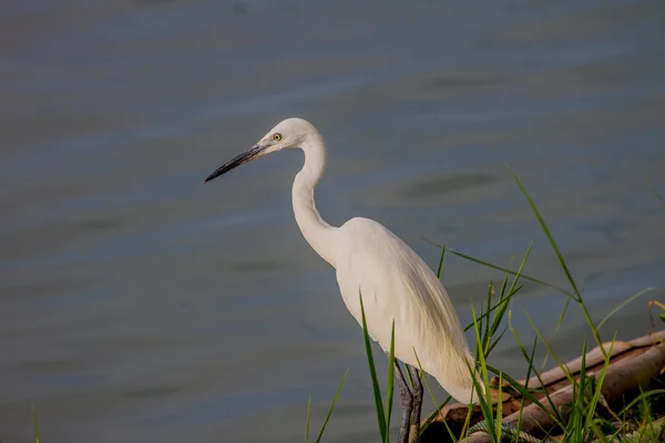 Pequena torre, Egretta garzetta — Fotografia de Stock