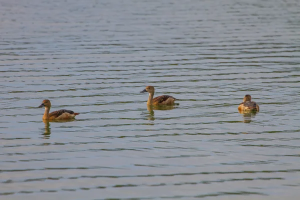 Lesser Whistling-ducks Dendrocygna javanica — Stock Photo, Image