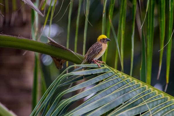 Pruhovaný Weaver (Ploceus manyar) — Stock fotografie